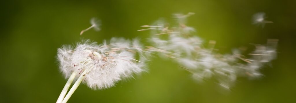 wind