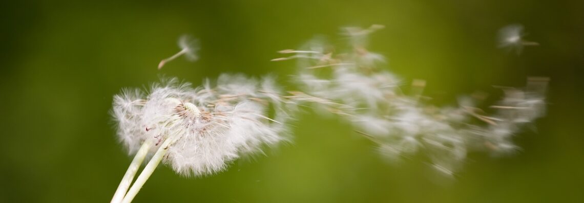wind