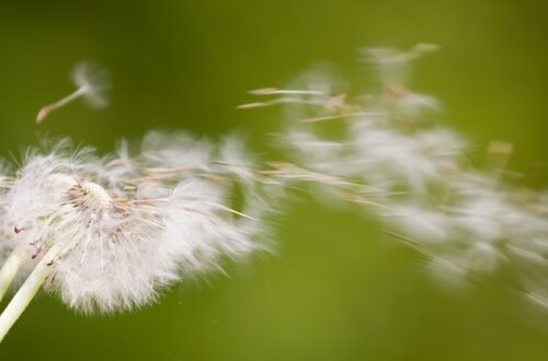 wind
