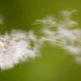 wind